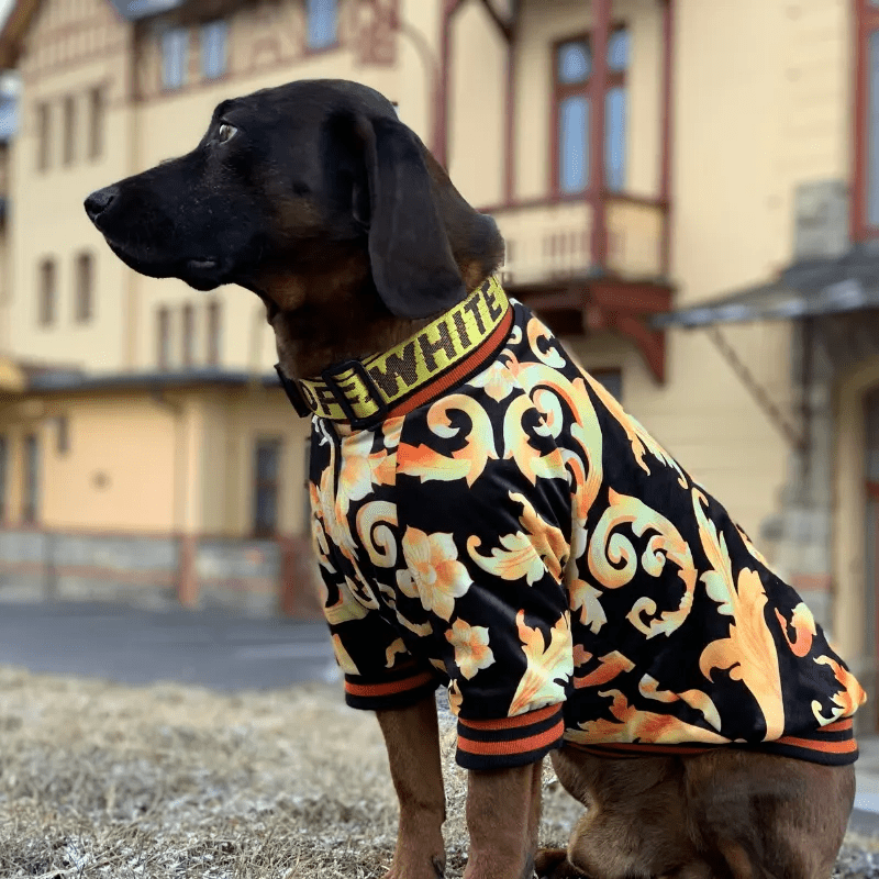 A dog with designer clothes like off-white collars, we want to show a new pet fashion trend