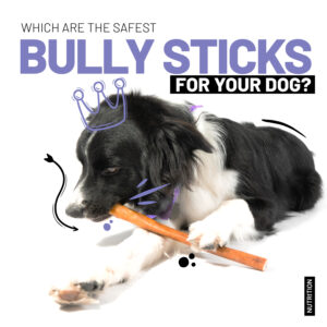 which is the safest bully sticks for your dog