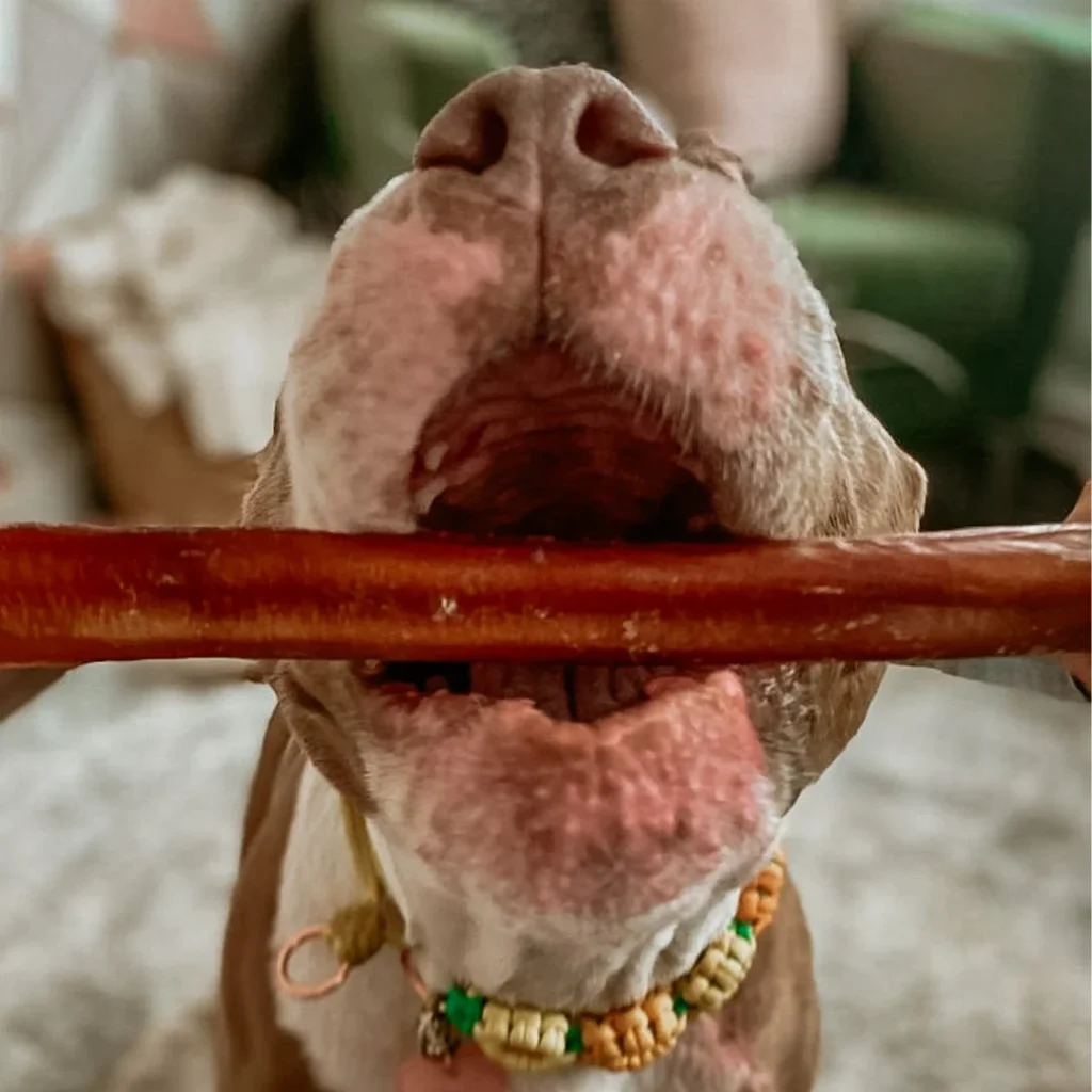 The Bully Sticks trend, amazing natural dog treats and chews, improve your feeding with amazing nutritious benefits and increase your happiness