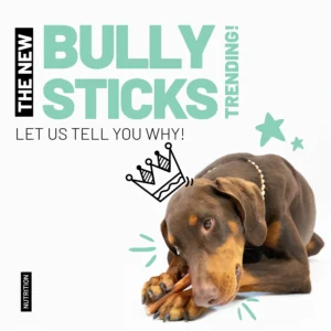 The Bully Sticks trend, amazing natural dog treats and chews, improve your feeding with amazing nutritious benefits and increase your happiness