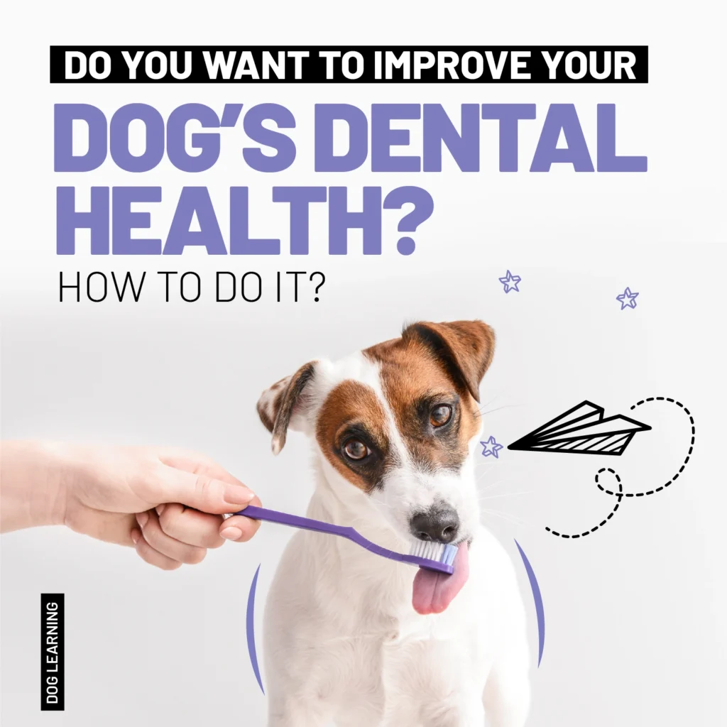 do you want to improve your dog's dental health, how to do it? with bully sticks for dogs