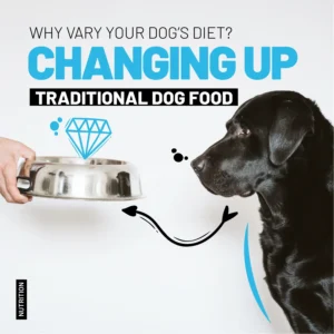 How to Vary Your Dog’s Diet? The Best Feeding Alternative