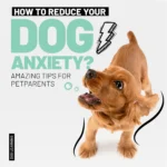 10 Tips to Reduce Your Dog’s Anxiety