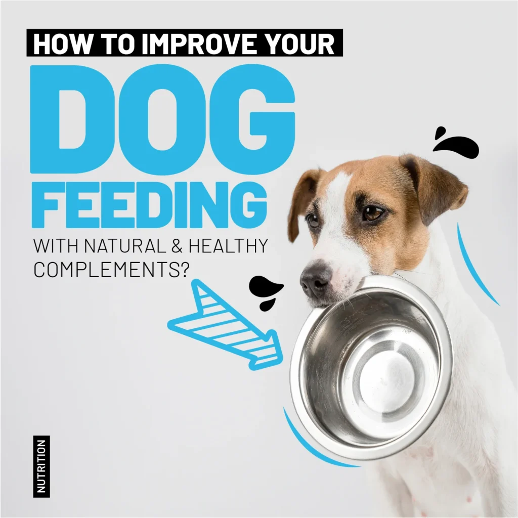 Improve your dog feeding with our amazing natural dog treats & bully sticks with incredible benefits